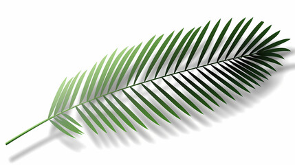 Fototapeta premium Realistic transparent shadow from a leaf of a palm tree on the white background. Tropical leaves shadow. Mockup with palm leaves shadow.