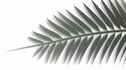 Fototapeta premium Realistic transparent shadow from a leaf of a palm tree on the white background. Tropical leaves shadow. Mockup with palm leaves shadow.