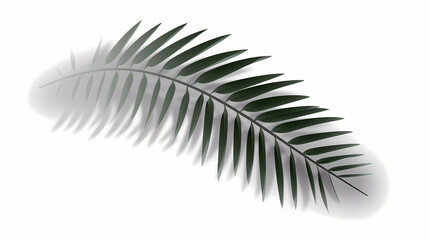 Fototapeta premium Realistic transparent shadow from a leaf of a palm tree on the white background. Tropical leaves shadow. Mockup with palm leaves shadow.