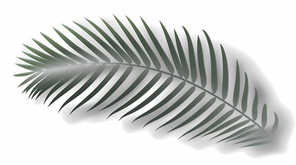 Realistic transparent shadow from a leaf of a palm tree on the white background. Tropical leaves shadow. Mockup with palm leaves shadow.