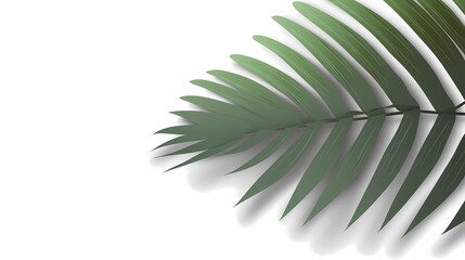 Fototapeta premium Realistic transparent shadow from a leaf of a palm tree on the white background. Tropical leaves shadow. Mockup with palm leaves shadow.
