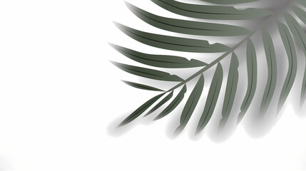 Realistic transparent shadow from a leaf of a palm tree on the white background. Tropical leaves shadow. Mockup with palm leaves shadow.
