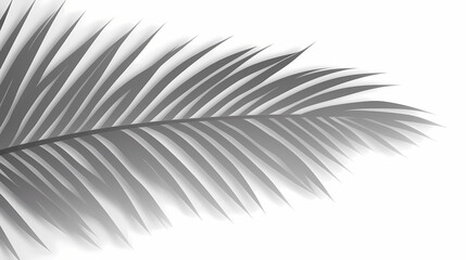 Obraz premium Realistic transparent shadow from a leaf of a palm tree on the white background. Tropical leaves shadow. Mockup with palm leaves shadow.