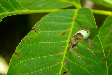 Closeup of a walnut tree leaf with disease