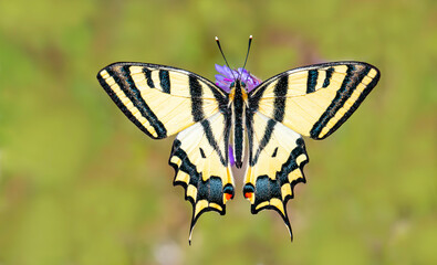 Tiger Swallowtail butterfly (Papilio alexanor) on plant