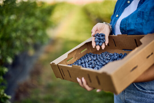 Close-up of a female picking up blueberries in a box. - Powered by Adobe
