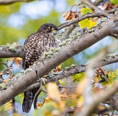A hunting New Zealand Falcon or kārearea (Falco novaeseelandiae) sitting on a tree branch with a blurred background in Dunedin, New Zealand. New Zealand endemic.