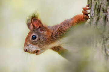 Eichhörnchen mit Nuss im Maul hält Ausschau