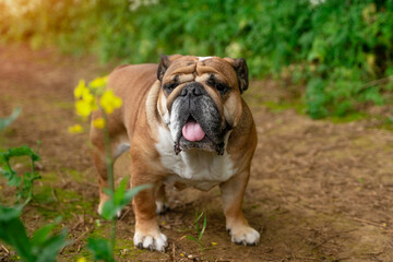 English Bulldog Standing on a Dirt Path With Green Plants in the Background
