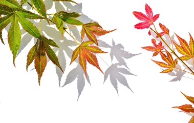 Red maple leaves on white background with natural sunlight shadow