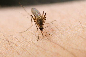 Close-up of mosquito sucking blood on human arm