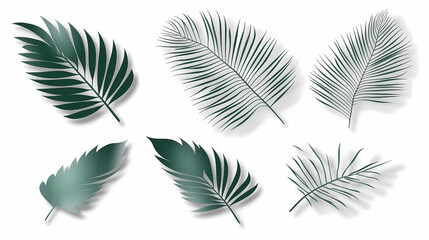 Realistic transparent shadow from a leaf of a palm tree on the white background. Tropical leaves shadow. Mockup with palm leaves shadow.