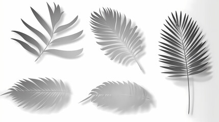 Obraz premium Realistic transparent shadow from a leaf of a palm tree on the white background. Tropical leaves shadow. Mockup with palm leaves shadow.