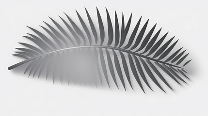 Realistic transparent shadow from a leaf of a palm tree on the white background. Tropical leaves shadow. Mockup with palm leaves shadow.