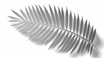Fototapeta premium Realistic transparent shadow from a leaf of a palm tree on the white background. Tropical leaves shadow. Mockup with palm leaves shadow.