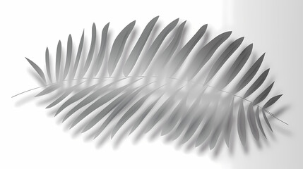 Realistic transparent shadow from a leaf of a palm tree on the white background. Tropical leaves shadow. Mockup with palm leaves shadow.