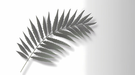 Fototapeta premium Realistic transparent shadow from a leaf of a palm tree on the white background. Tropical leaves shadow. Mockup with palm leaves shadow.