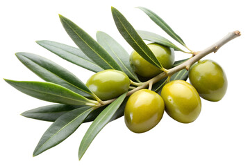 Olive branch with green olive and leaves isolated on the transparent PNG background