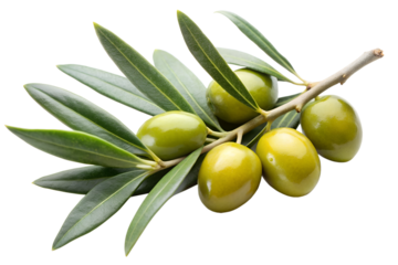 Olive branch with green olive and leaves isolated on the transparent PNG background