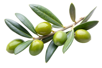 Olive branch with green olive and leaves isolated on the transparent PNG background