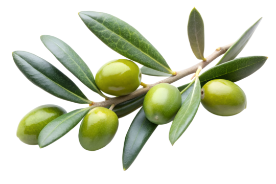 Olive branch with green olive and leaves isolated on the transparent PNG background