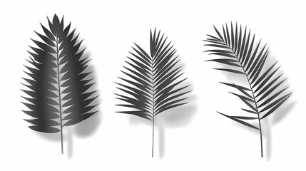 Realistic transparent shadow from a leaf of a palm tree on the white background. Tropical leaves shadow. Mockup with palm leaves shadow.