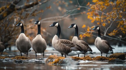 Fototapeta premium a group of Canadian geese