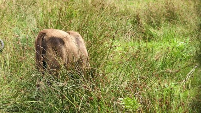 Bison bonasus or European wood bison, also known as wisent or zubr, or buffalo, is a European species of bison. European bison is heaviest wild land animal in Europe.