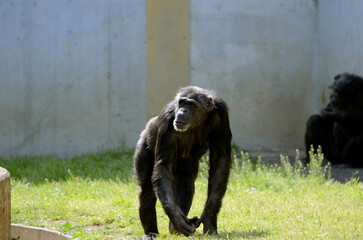 チンパンジー
