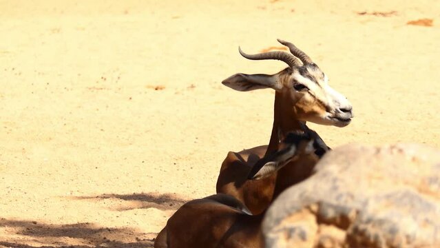 Dama gazelle, addra or mhorr gazelle (Nanger dama, formerly Gazella dama) is species of gazelle. It lives in Africa in the Sahara desert and the Sahel. This critically endangered species.