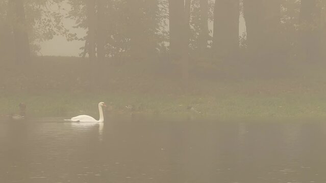 Two white swans swim in a pond against the backdrop of a foggy city park.