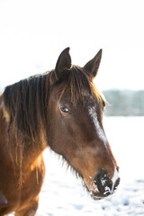 Horses in a snowy paddock in Surrey after a winter blizzard