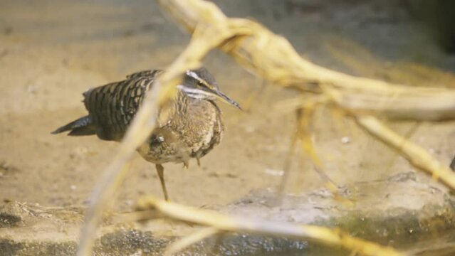 sunbittern (Eurypyga helias) is bittern-like bird of tropical regions of the Americas, and the sole member of the family Eurypygidae (sometimes spelled Eurypigidae) and genus Eurypyga.