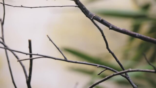 speckled mousebird (Colius striatus) is the largest species of mousebird, as well as one of the most common.