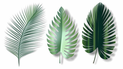 Realistic transparent shadow from a leaf of a palm tree on the white background. Tropical leaves shadow. Mockup with palm leaves shadow.