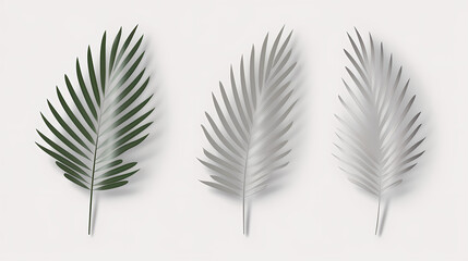 Realistic transparent shadow from a leaf of a palm tree on the white background. Tropical leaves shadow. Mockup with palm leaves shadow.