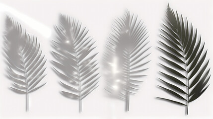 Fototapeta premium Realistic transparent shadow from a leaf of a palm tree on the white background. Tropical leaves shadow. Mockup with palm leaves shadow.