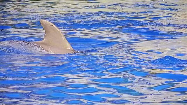 Dolphin shows his acrobatic skills