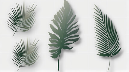 Realistic transparent shadow from a leaf of a palm tree on the white background. Tropical leaves shadow. Mockup with palm leaves shadow.