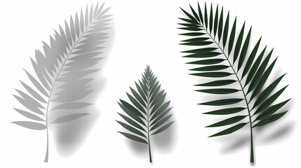 Naklejka premium Realistic transparent shadow from a leaf of a palm tree on the white background. Tropical leaves shadow. Mockup with palm leaves shadow.