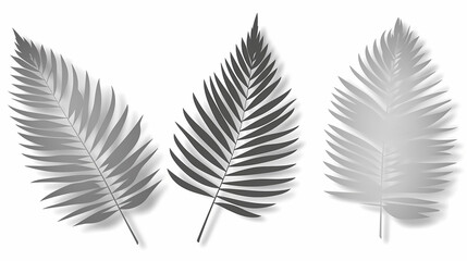 Obraz premium Realistic transparent shadow from a leaf of a palm tree on the white background. Tropical leaves shadow. Mockup with palm leaves shadow.