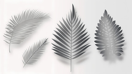 Fototapeta premium Realistic transparent shadow from a leaf of a palm tree on the white background. Tropical leaves shadow. Mockup with palm leaves shadow.