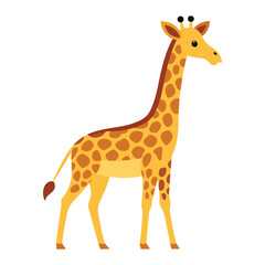 a giraffe isolated on white