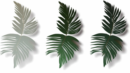Realistic transparent shadow from a leaf of a palm tree on the white background. Tropical leaves shadow. Mockup with palm leaves shadow.