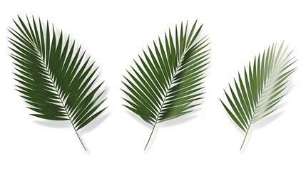 Realistic transparent shadow from a leaf of a palm tree on the white background. Tropical leaves shadow. Mockup with palm leaves shadow.