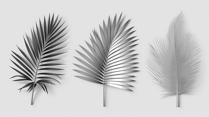 Realistic transparent shadow from a leaf of a palm tree on the white background. Tropical leaves shadow. Mockup with palm leaves shadow.