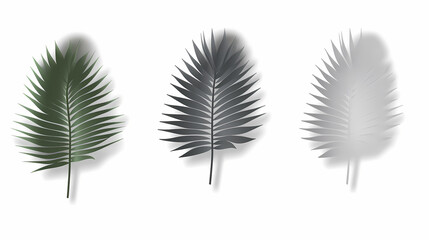Fototapeta premium Realistic transparent shadow from a leaf of a palm tree on the white background. Tropical leaves shadow. Mockup with palm leaves shadow.