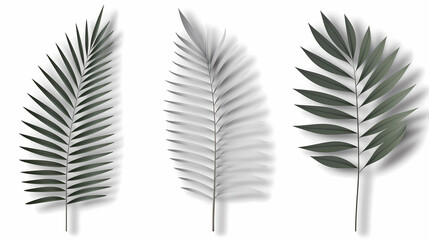 Fototapeta premium Realistic transparent shadow from a leaf of a palm tree on the white background. Tropical leaves shadow. Mockup with palm leaves shadow.