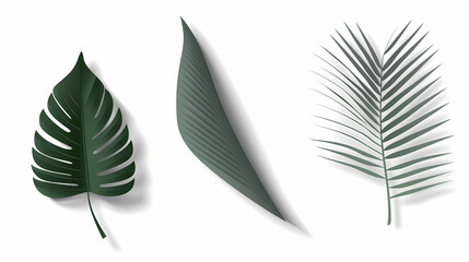 Realistic transparent shadow from a leaf of a palm tree on the white background. Tropical leaves shadow. Mockup with palm leaves shadow.