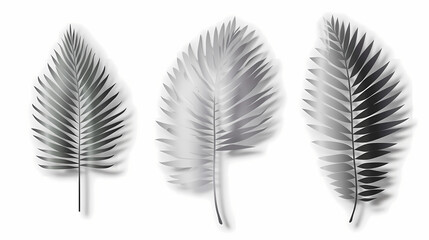 Obraz premium Realistic transparent shadow from a leaf of a palm tree on the white background. Tropical leaves shadow. Mockup with palm leaves shadow.